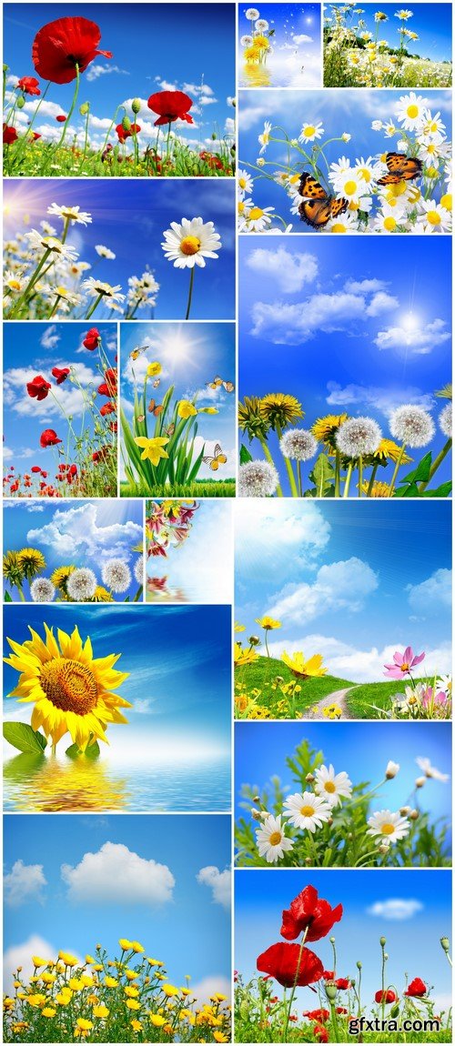 landscape flowers on a background of blue sky 15X JPEG