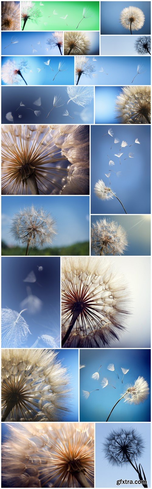 Dandelion silhouette fluffy flower on blue sky 20X JPEG