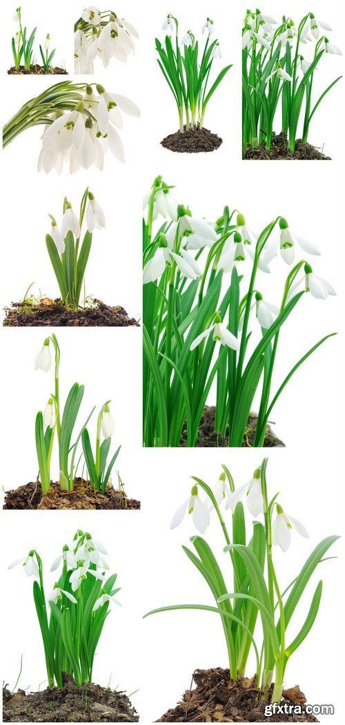 Snowdrops on white background 10X JPEG