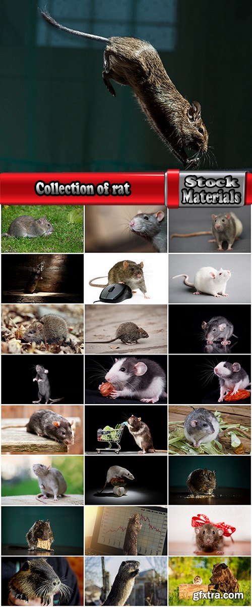 Collection of rat rodent pest fur coat 25 HQ Jpeg