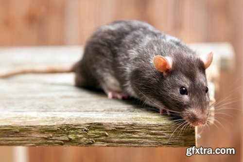 Collection of rat rodent pest fur coat 25 HQ Jpeg