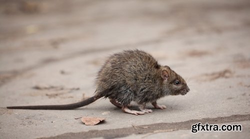 Collection of rat rodent pest fur coat 25 HQ Jpeg