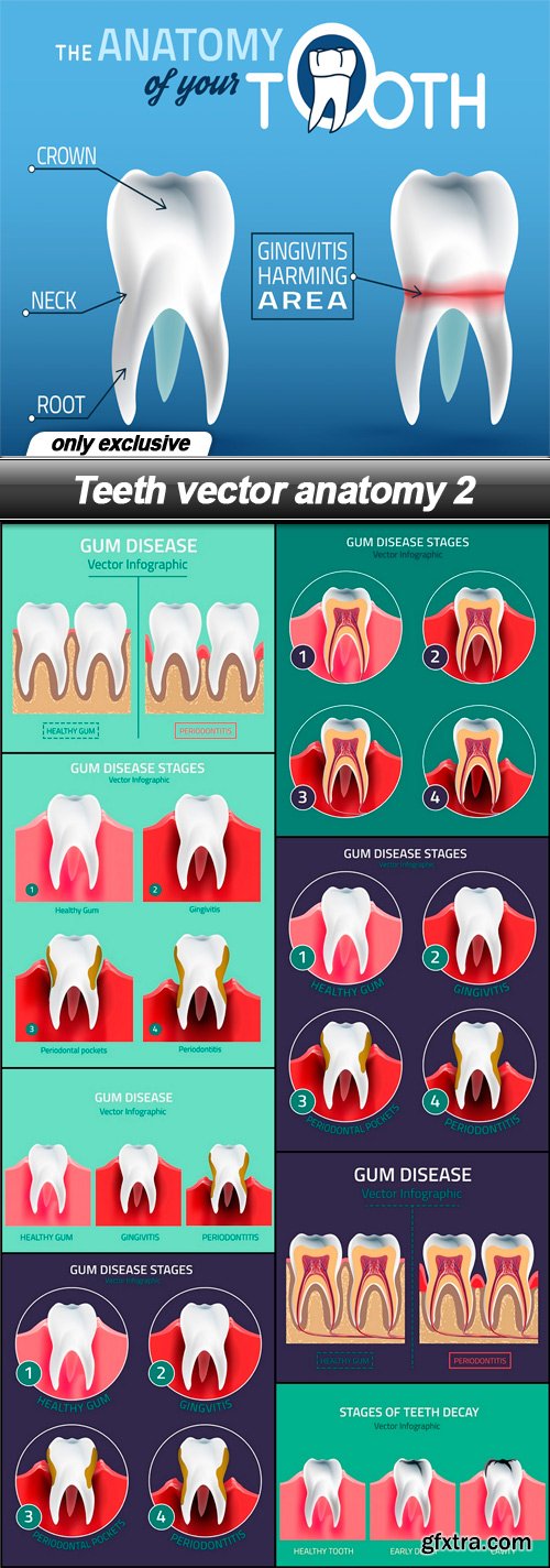 Teeth vector anatomy 2 - 9 EPS