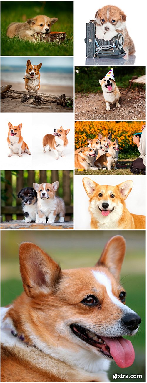 Welsh corgi - 9UHQ JPEG