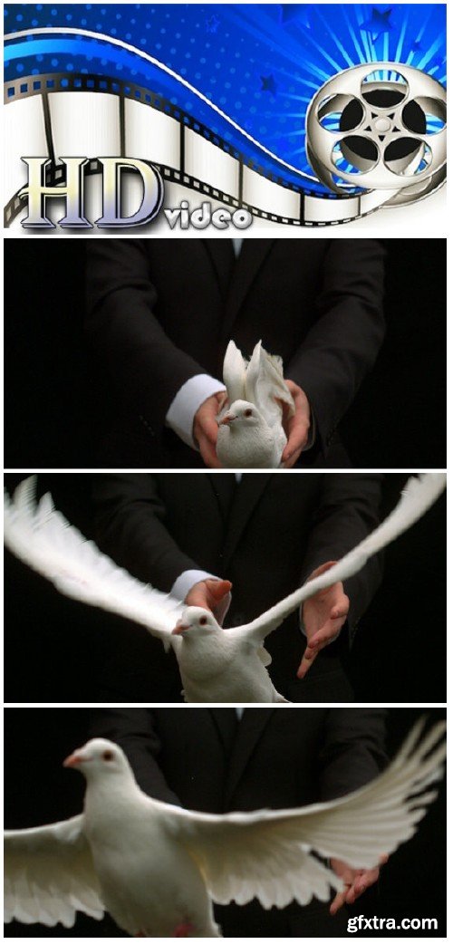 Video footage Groom releasing a dove on black background