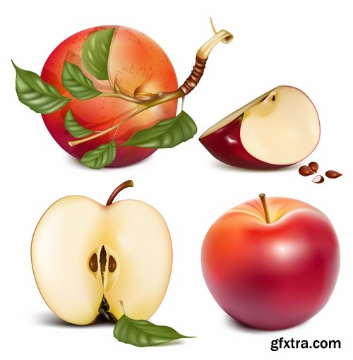 Collection of apple banana coconut orange peach currant berry fruit vector image 25 EPS