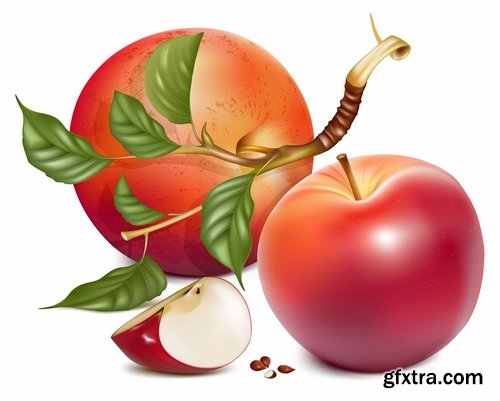 Collection of apple banana coconut orange peach currant berry fruit vector image 25 EPS