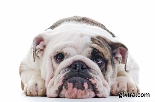 Collection of Bulldog dog pet puppy 25 HQ Jpeg