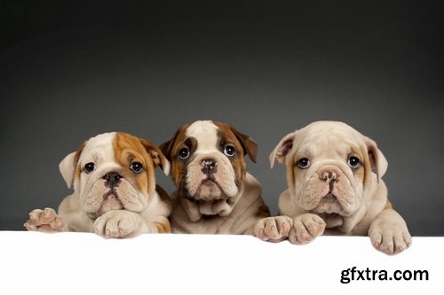 Collection of Bulldog dog pet puppy 25 HQ Jpeg