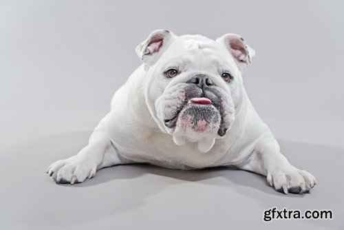 Collection of Bulldog dog pet puppy 25 HQ Jpeg