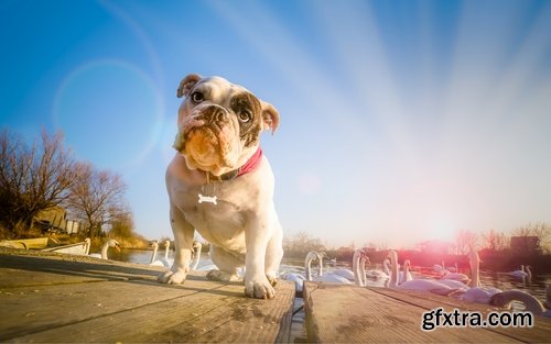 Collection of Bulldog dog pet puppy 25 HQ Jpeg