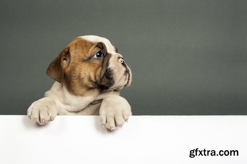 Collection of Bulldog dog pet puppy 25 HQ Jpeg