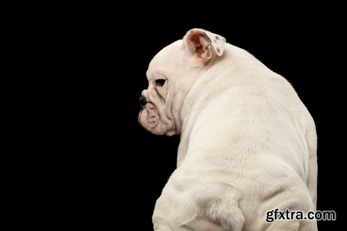 Collection of Bulldog dog pet puppy 25 HQ Jpeg