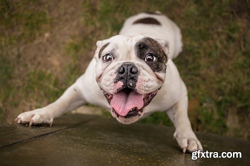 Collection of Bulldog dog pet puppy 25 HQ Jpeg