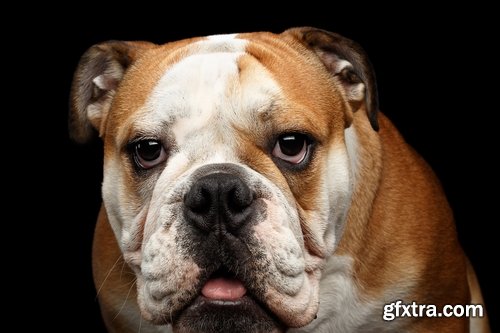 Collection of Bulldog dog pet puppy 25 HQ Jpeg