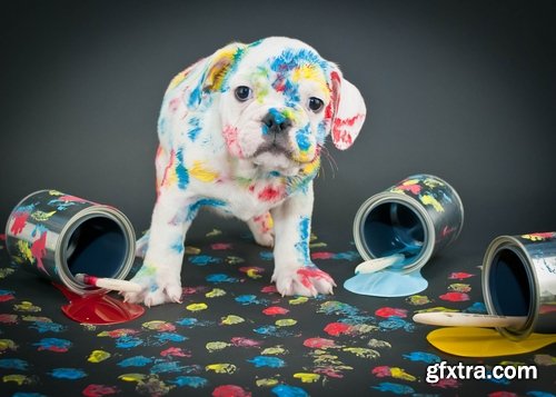 Collection of Bulldog dog pet puppy 25 HQ Jpeg