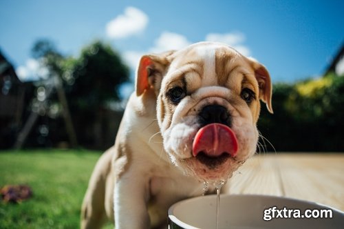 Collection of Bulldog dog pet puppy 25 HQ Jpeg