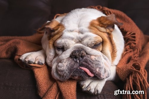 Collection of Bulldog dog pet puppy 25 HQ Jpeg