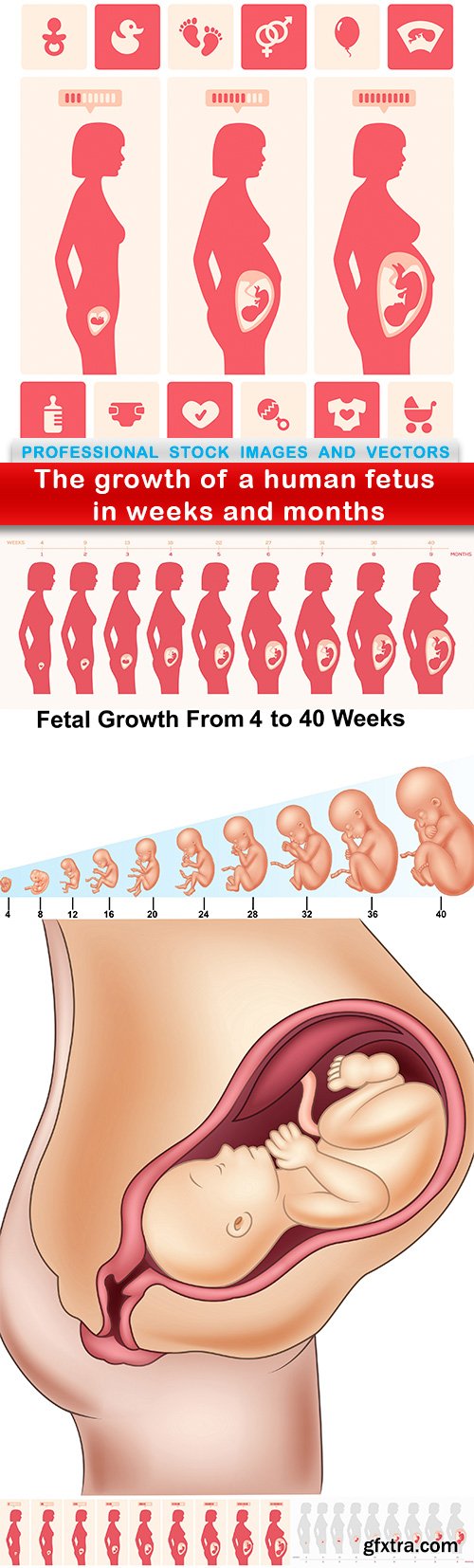 The growth of a human fetus in weeks and months - 6 EPS