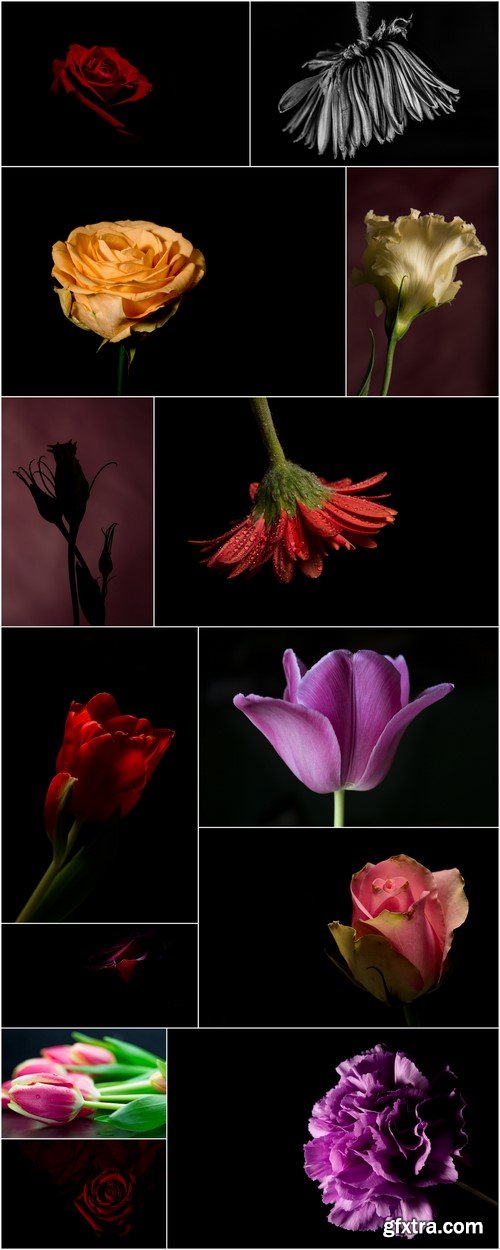 One flower on a dark background 13X JPEG