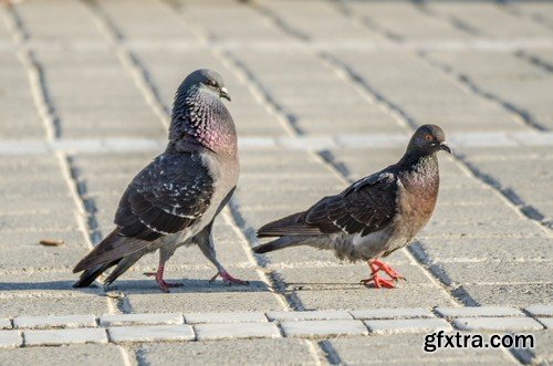 Pigeons - 6 UHQ JPEG