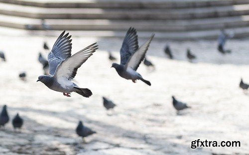 Pigeons - 6 UHQ JPEG