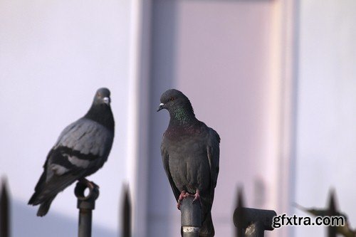 Pigeons - 6 UHQ JPEG