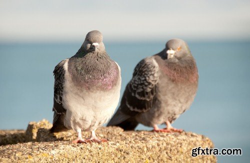 Pigeons - 6 UHQ JPEG