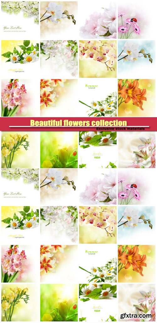 Beautiful flowers collection