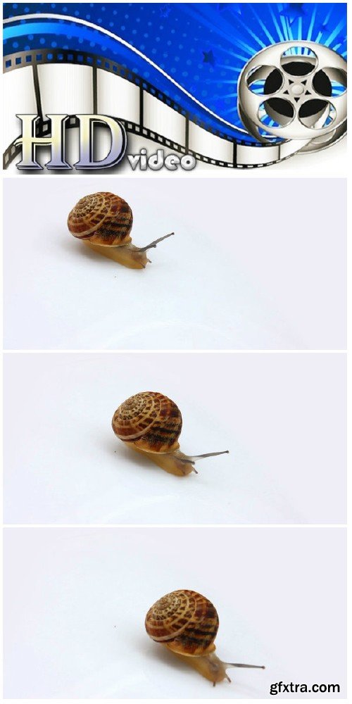 Video footage snail moving on white