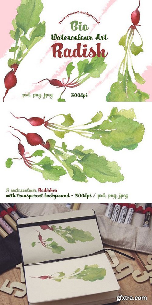 CM - RADISH WATERCOLOUR ART 1237313