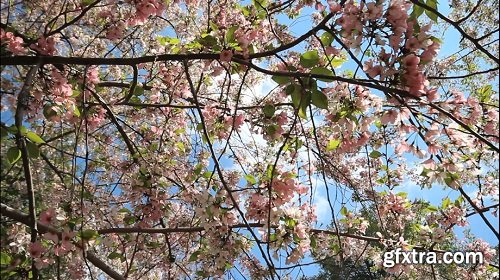 Hanging cherry blossom flowers