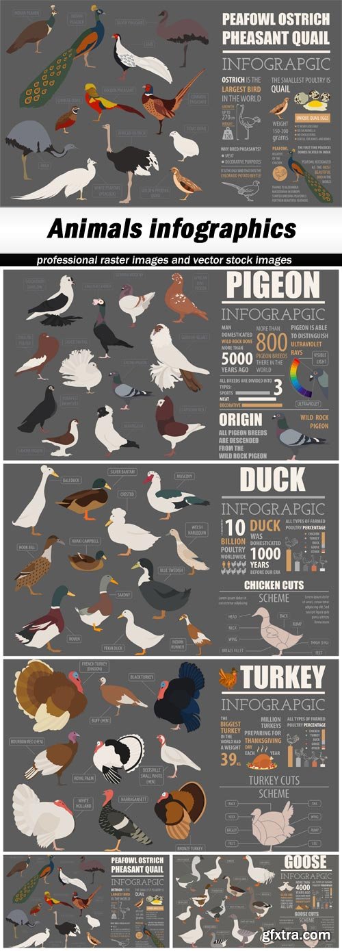 Animals infographics - 5 EPS