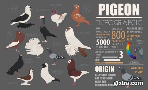 Animals infographics - 5 EPS