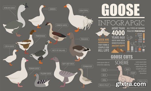 Animals infographics - 5 EPS