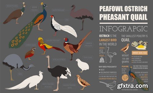 Animals infographics - 5 EPS