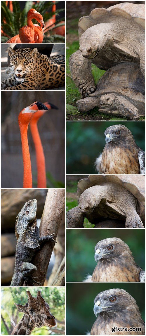 Flamingo turtle giraffe hawk leopard 10X JPEG