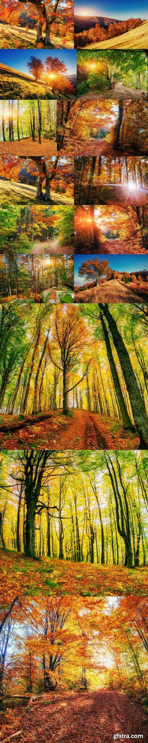 Forest Road in the autumn. Landscape. Ukraine Europe