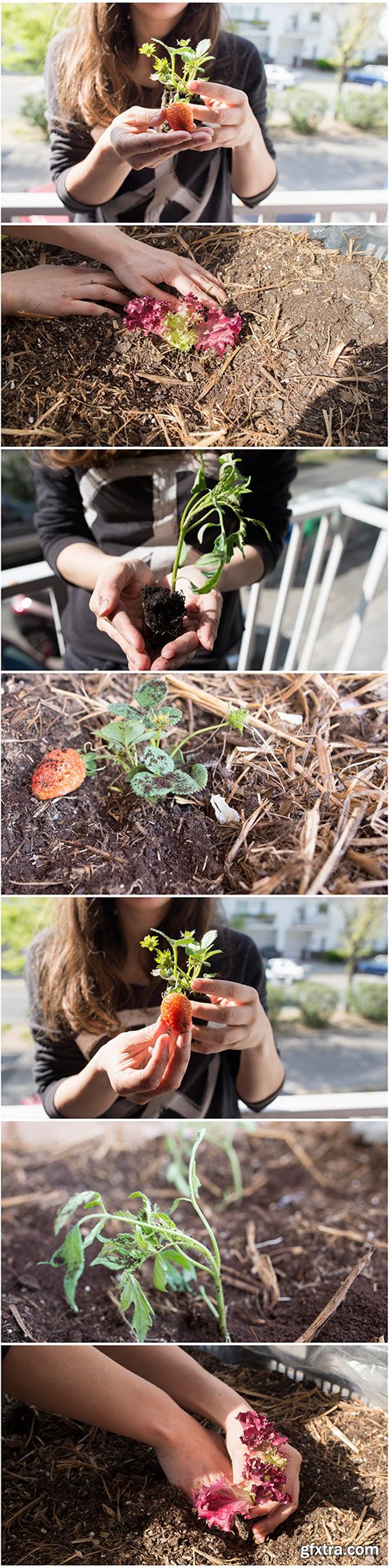 Planting - 7UHQ JPEG