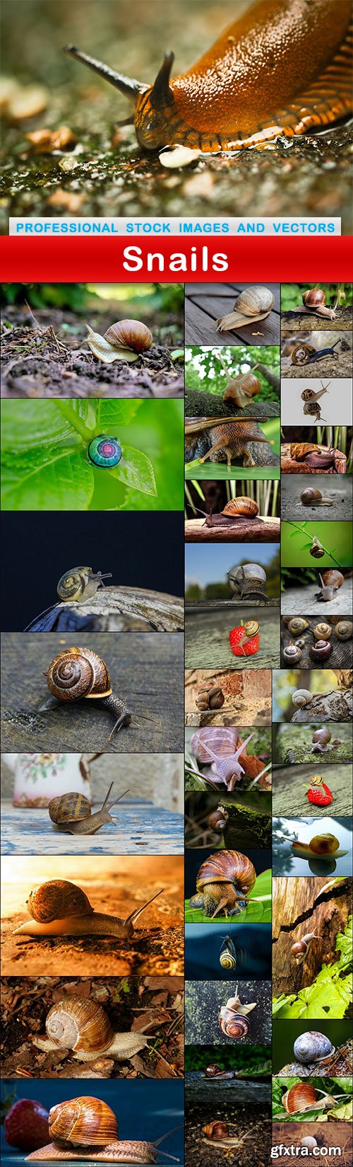 Snails - 39 UHQ JPEG