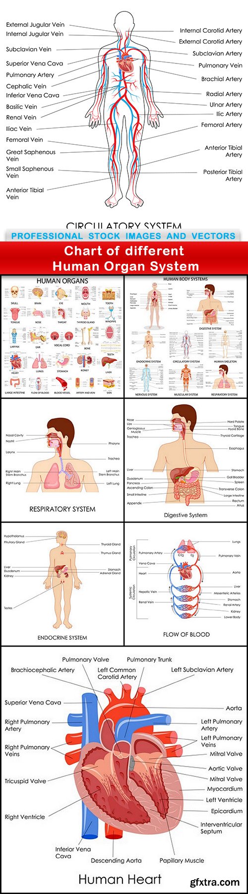 Chart of different Human Organ System - 8 EPS