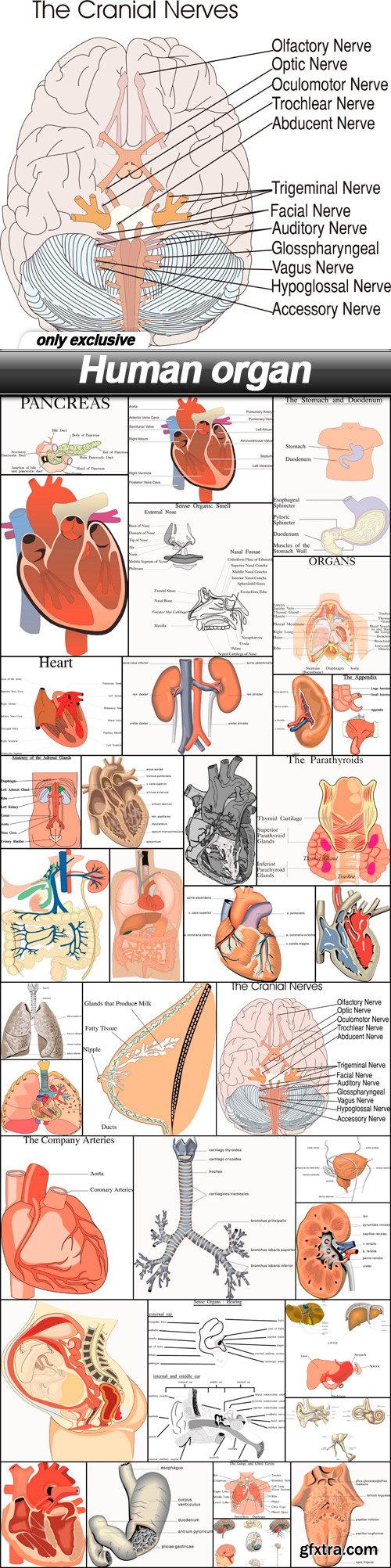 Human organ - 35 EPS