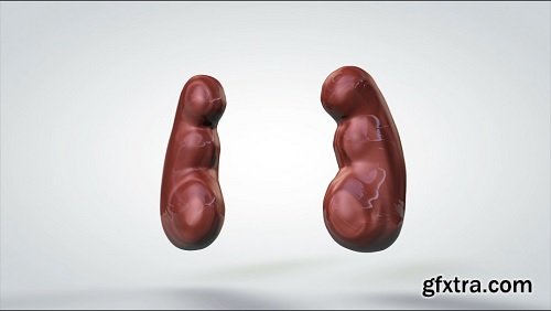 3d animated model rotating human kidneys