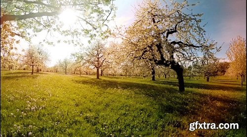 Trees in springtime flowers plants nature background summertime aerial view