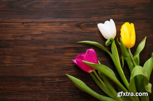 Collection of woman with tulip Mother\'s Day Women\'s Day flowers 25 HQ Jpeg