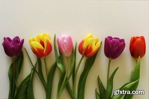 Collection of woman with tulip Mother\'s Day Women\'s Day flowers 25 HQ Jpeg