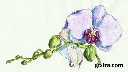 Watercolor realistic orchid painting: step by step workshop » GFxtra