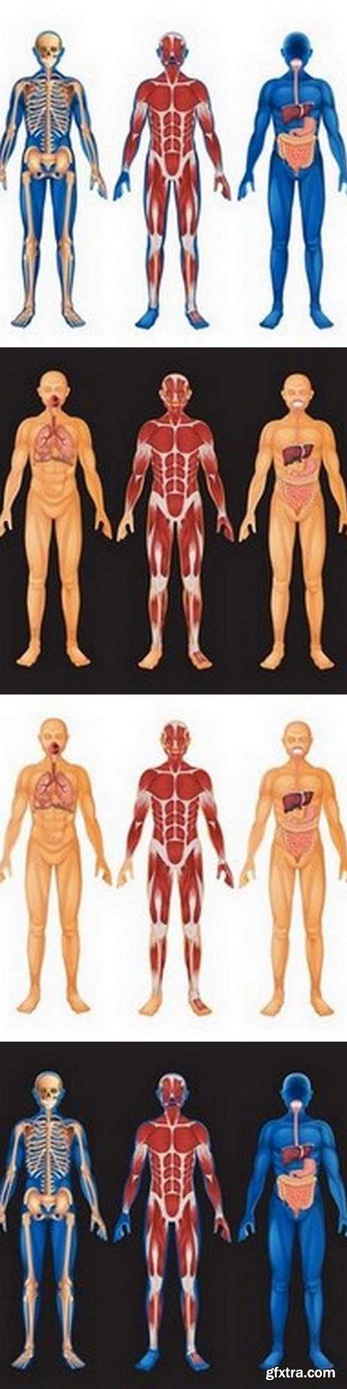 Anatomy - 4 EPS Vector Stock