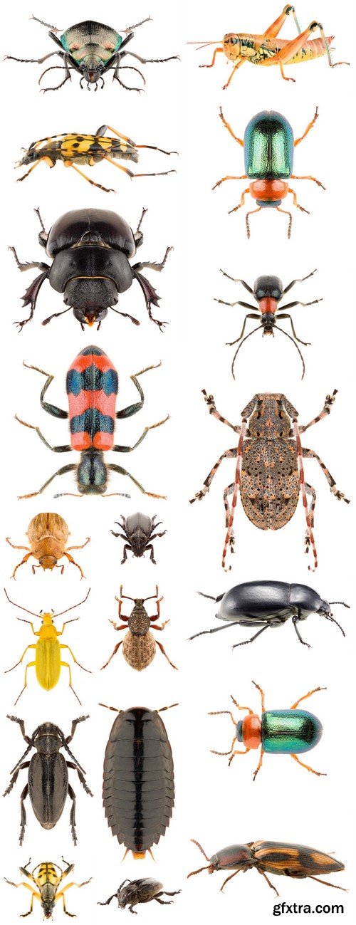 Beetles Insects on a white background 19X JPEG