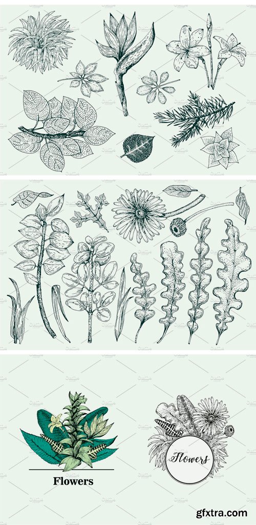 CM 1275900 - Vector Botany Collection